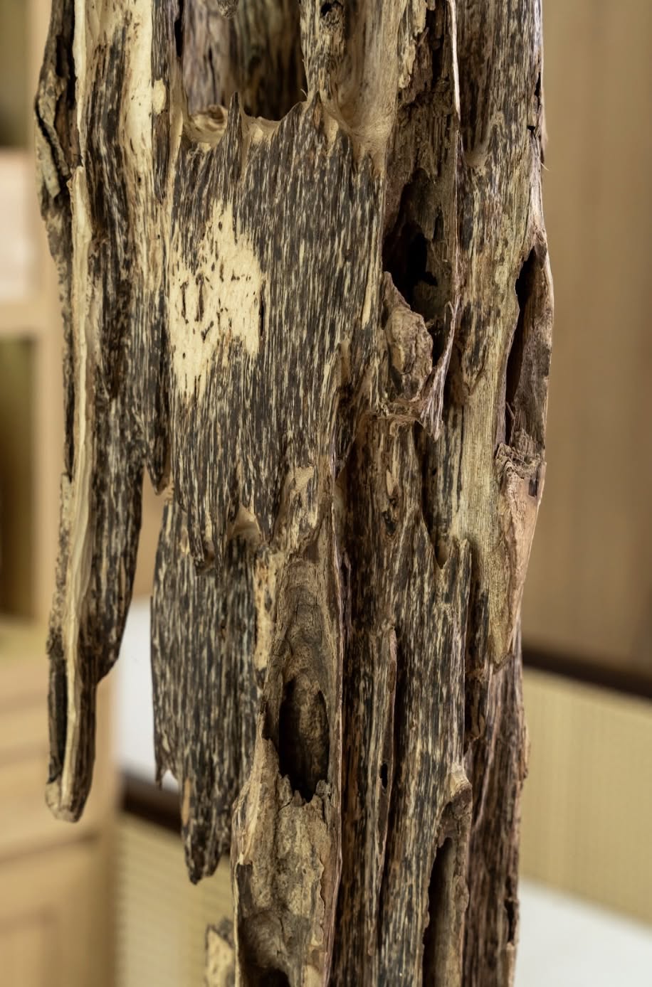 NATURAL AGARWOOD DISPLAY PIECE – 86 CM TALL