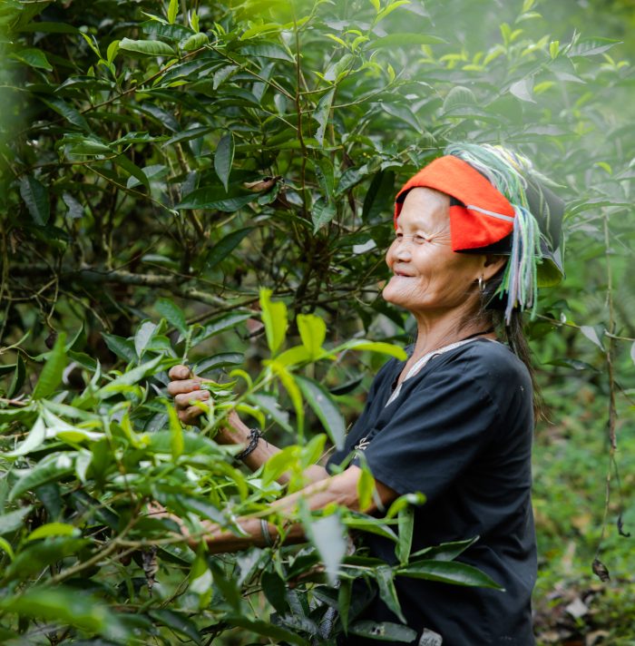 Chè cổ thụ tinh hoa của đất trời