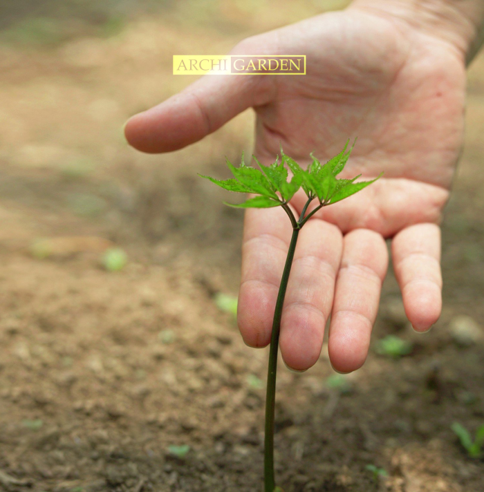 Sâm Lai Châu – “Vàng mọc dưới đất” báu vật quý giá từ thiên nhiên