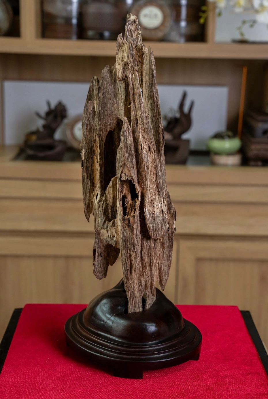 Mini Natural Agarwood Sculpture – Desk Display Oud – Wild Unique Form 42cm