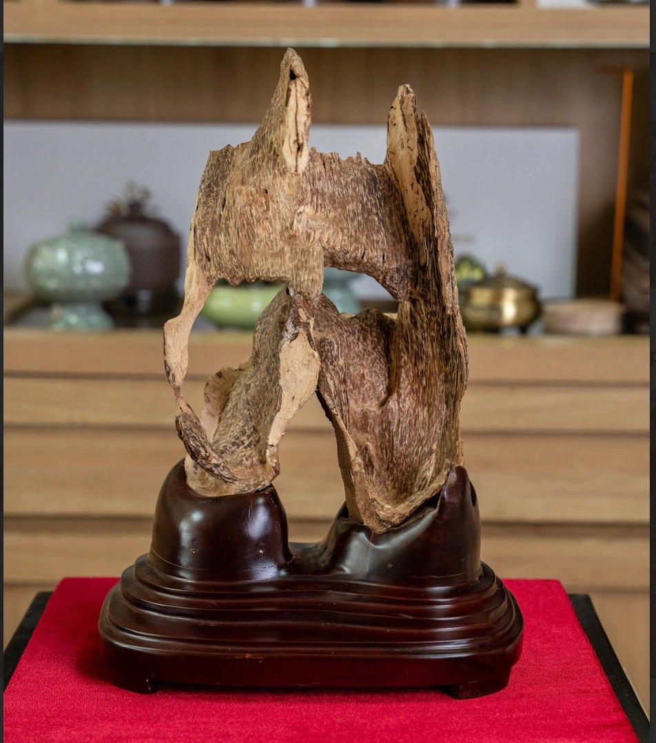 Nguyen Forest Agarwood Block – Nha Trang Wild Agarwood – Moc Tram Agarwood