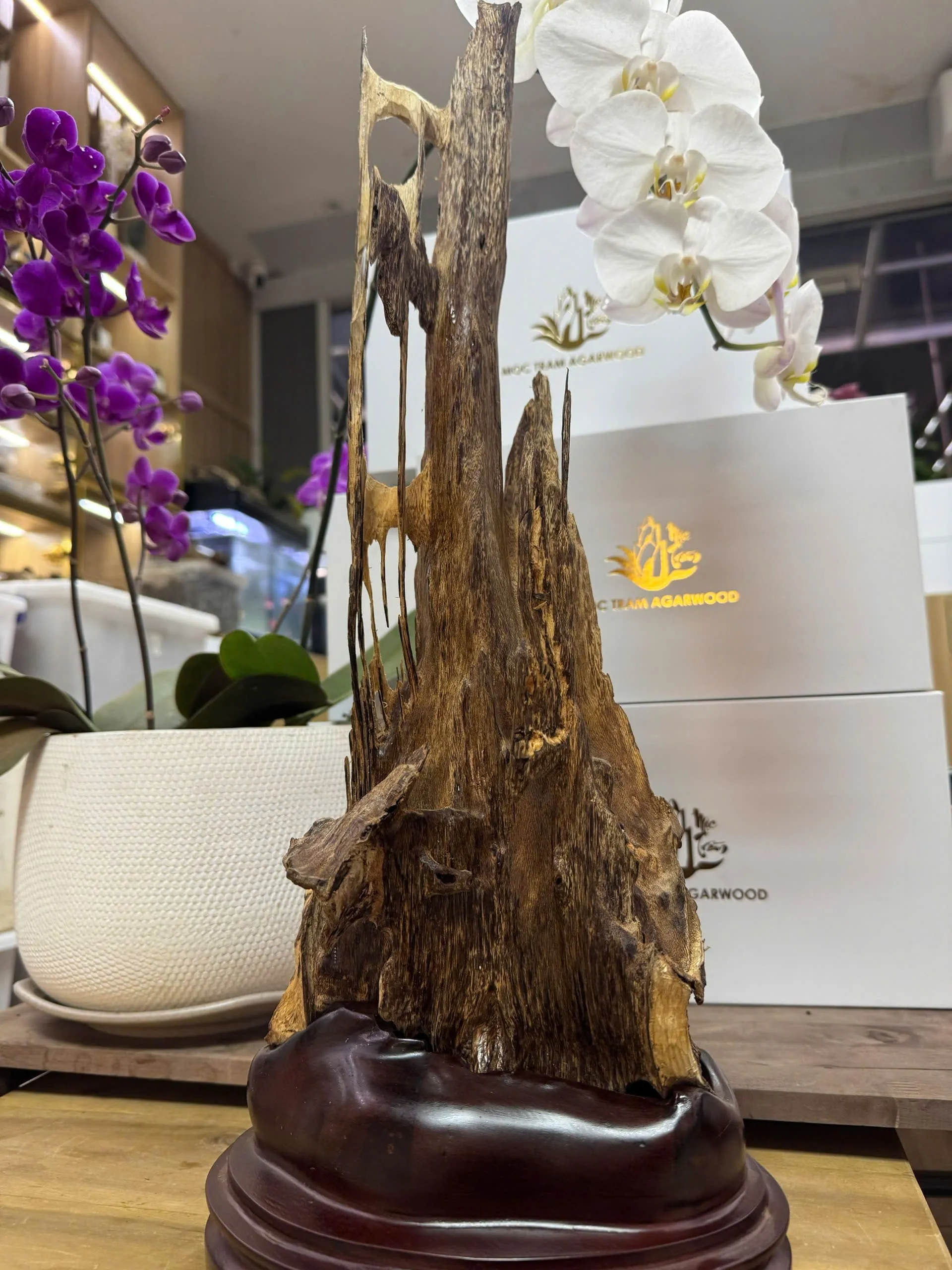 Premium Vietnamese Agarwood Sculpture – 54cm Natural Decorative Oud