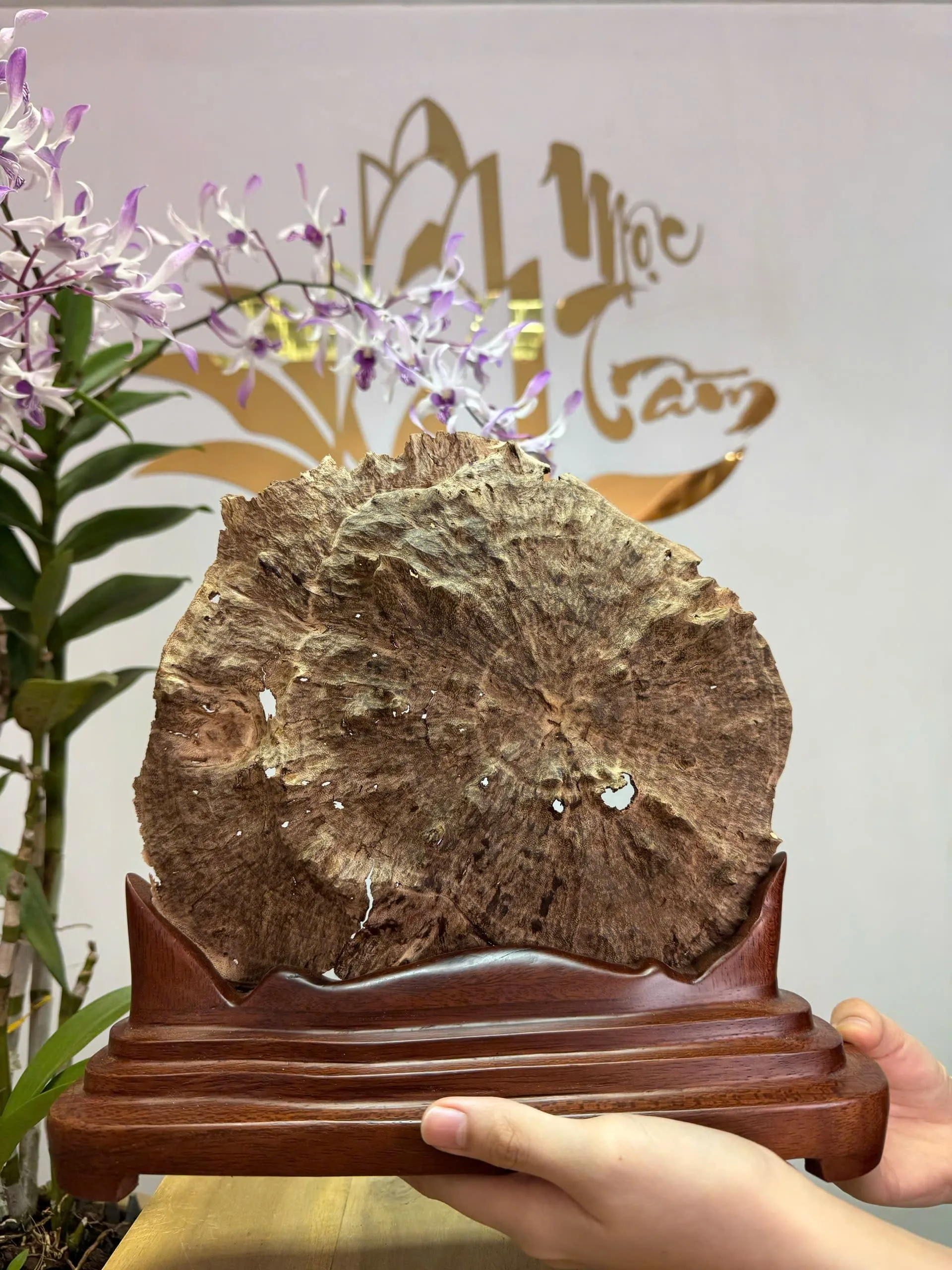“Moonlight” Agarwood Sculpture – Natural Vietnamese Oud Art Piece