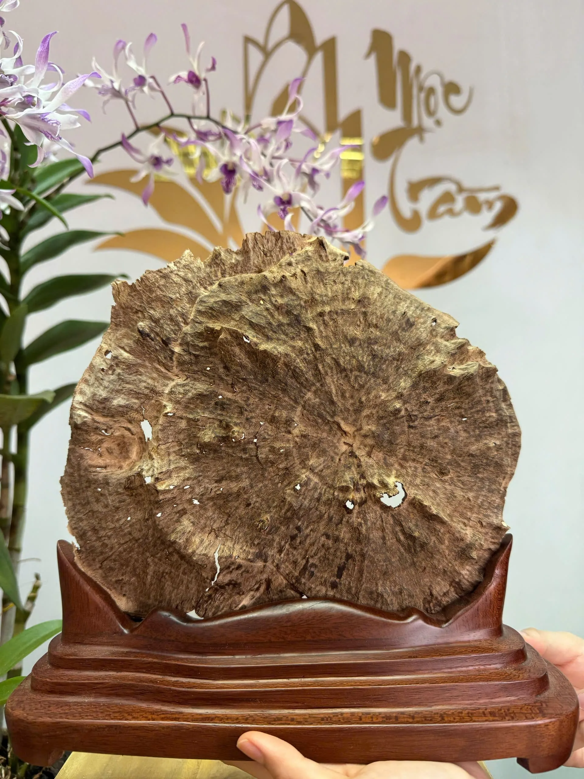 “Moonlight” Agarwood Sculpture – Natural Vietnamese Oud Art Piece