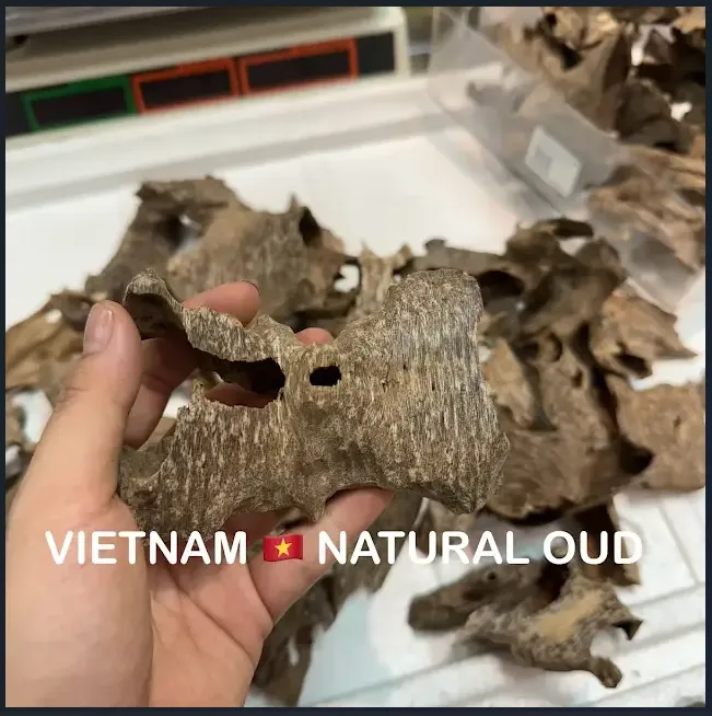 Premium Drilled Agarwood Chips – High Oil Vietnamese Natural Agarwood (Top-Grade Oud)