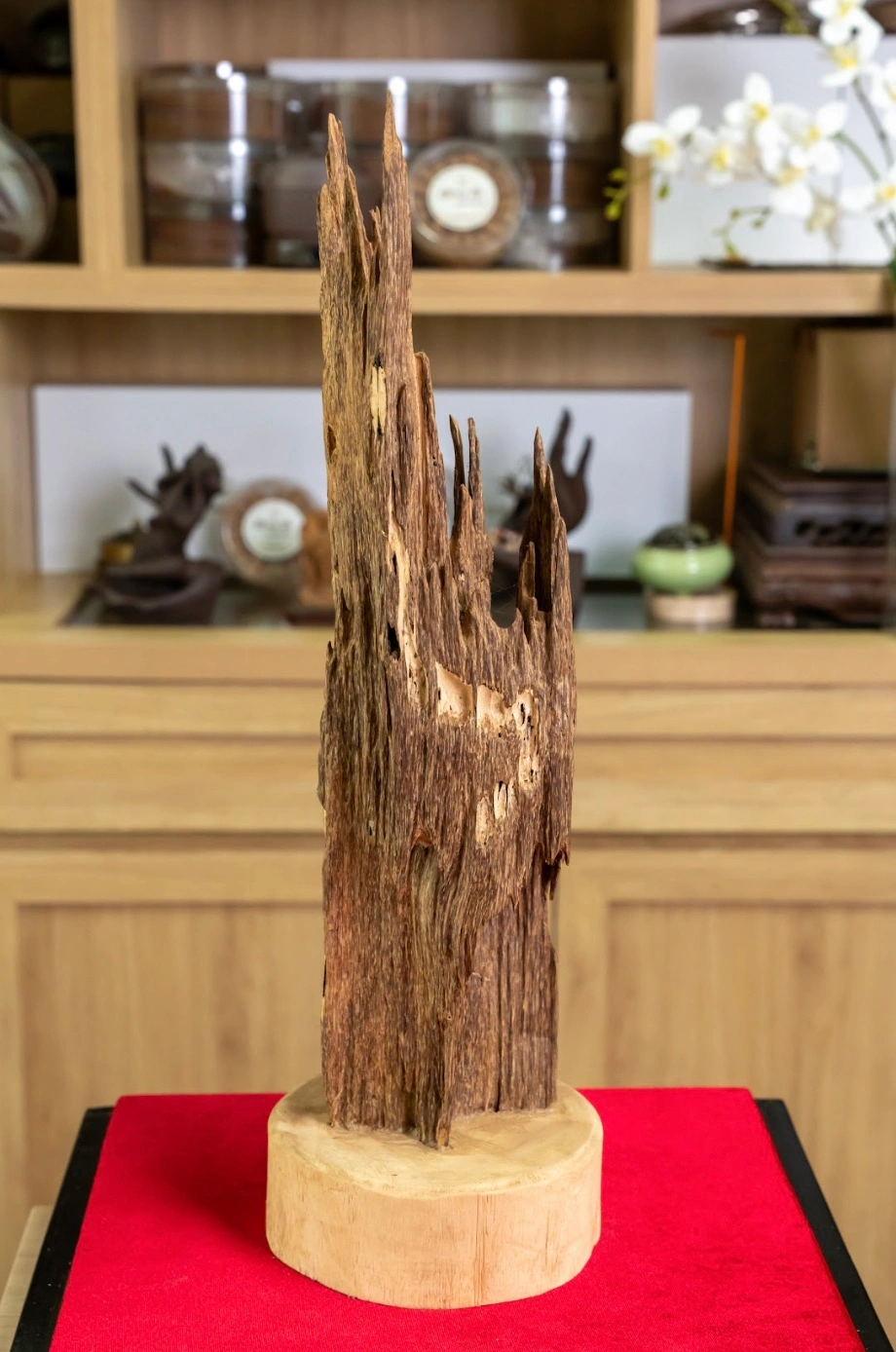 Natural Solid Agarwood Tree Sculpture – Feng Shui Decor (50cm) | Vietnamese Oud