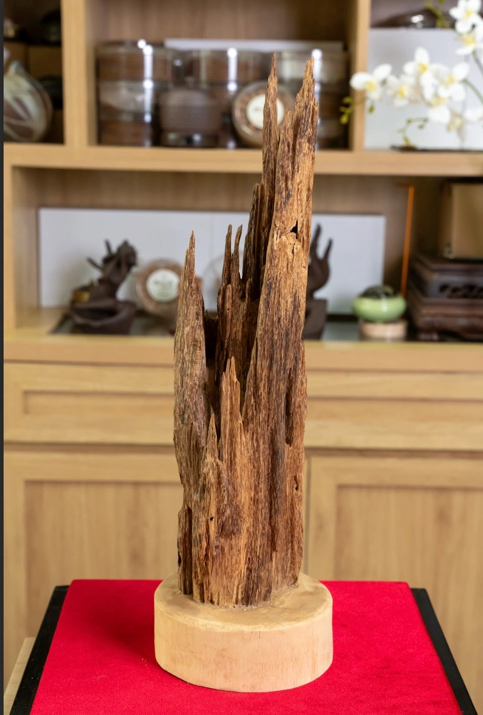 Natural Solid Agarwood Tree Sculpture – Feng Shui Decor (50cm) | Vietnamese Oud