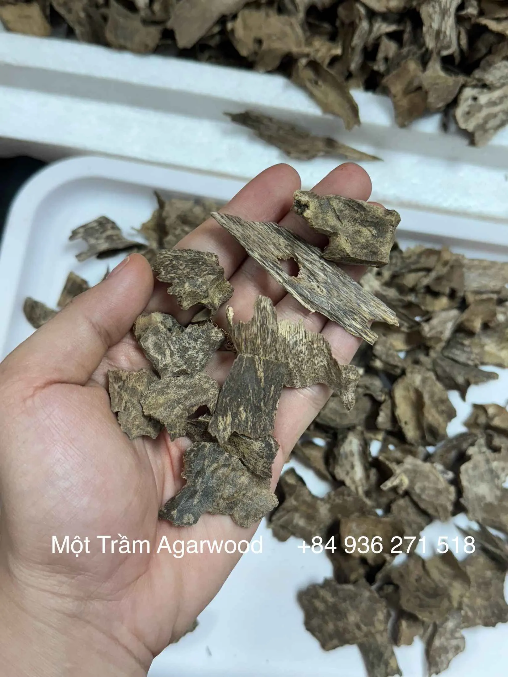 Premium Natural Agarwood – Drilled Oud Chips with High Resin&nbsp;