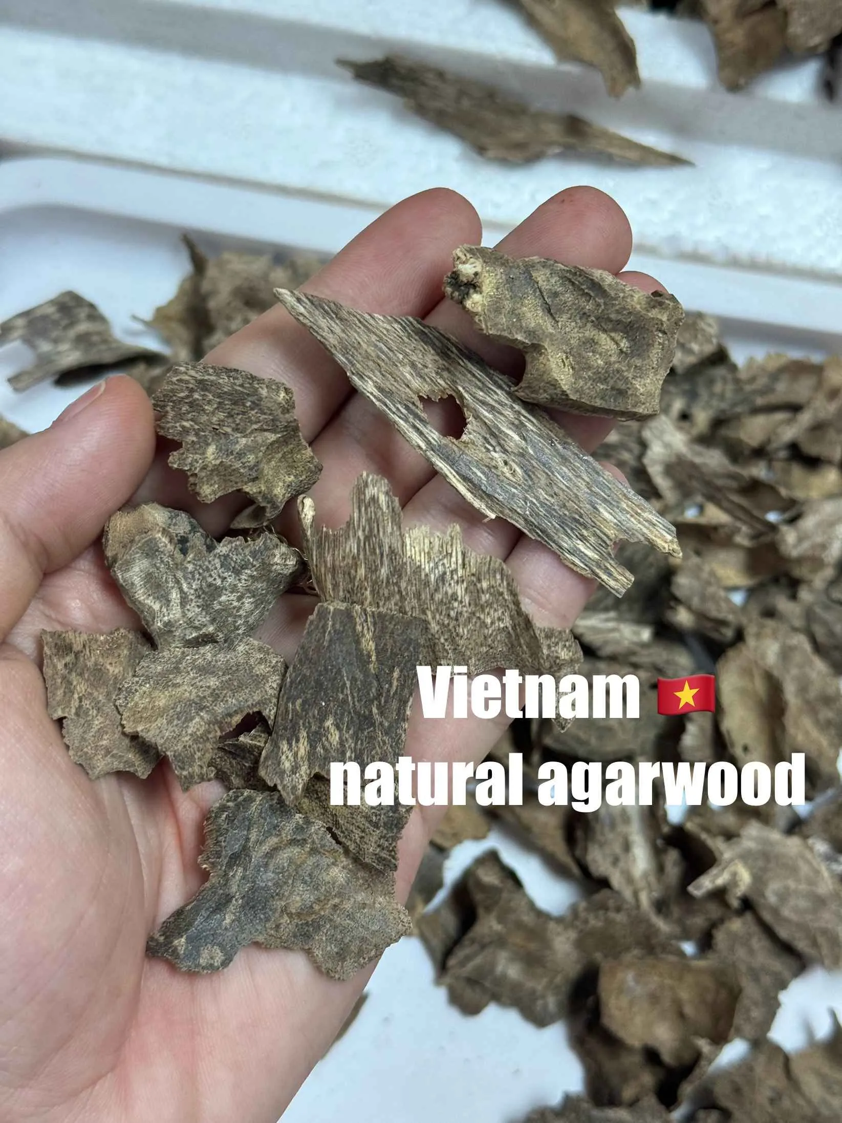 Premium Natural Agarwood – Drilled Oud Chips with High Resin&nbsp;