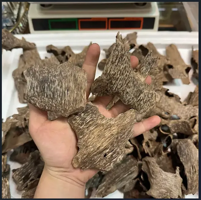 Premium Drilled Agarwood Chips – High Oil Vietnamese Natural Agarwood (Top-Grade Oud)