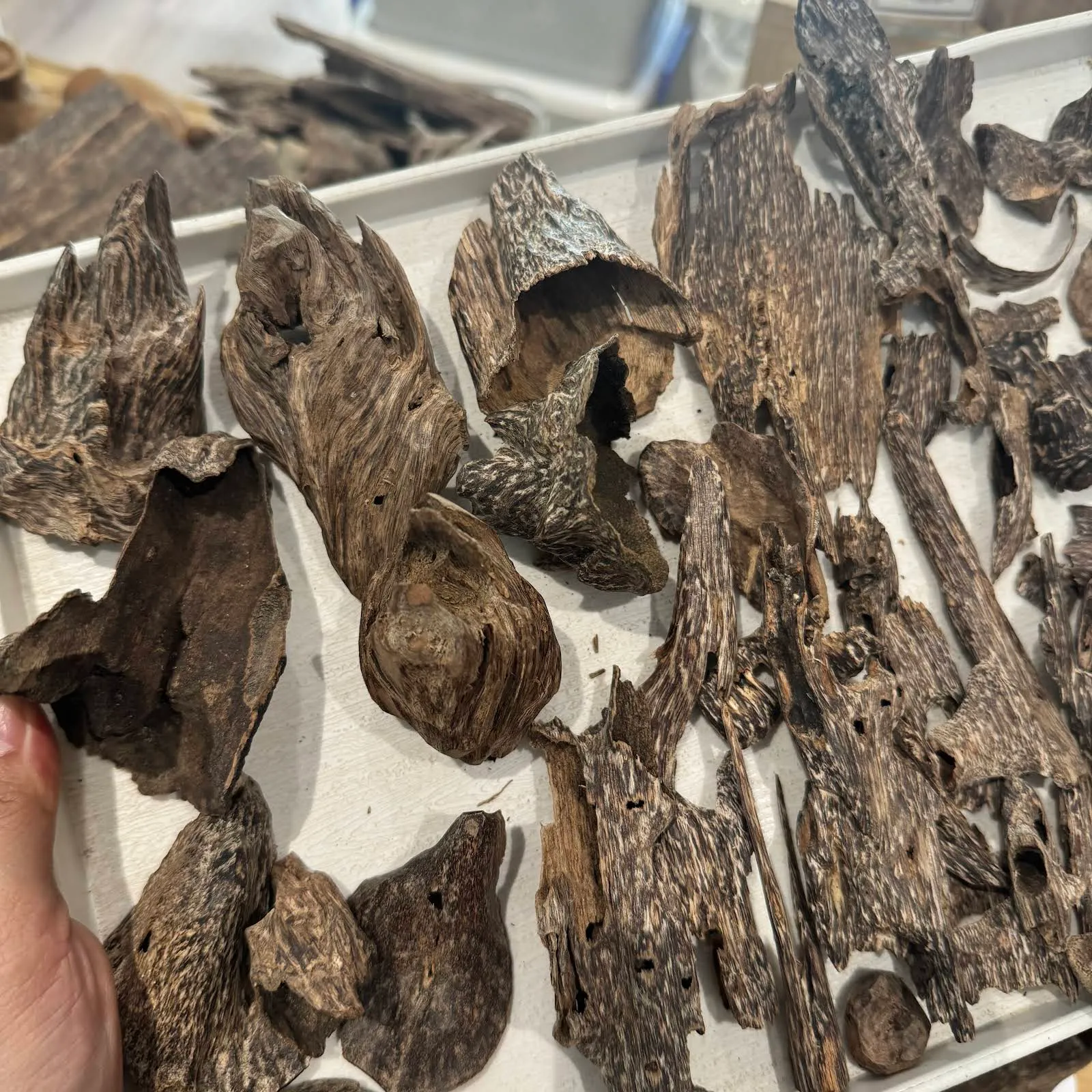 VIP Vietnamese Wild Agarwood – Premium Oud Chips Collection for Heating