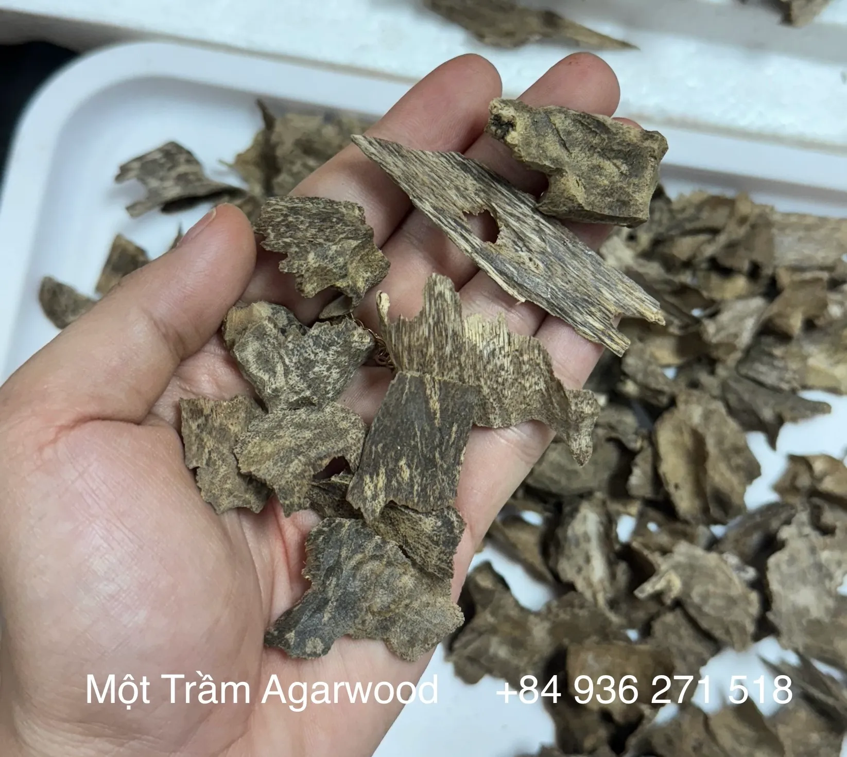 Premium Natural Agarwood – Drilled Oud Chips with High Resin&nbsp;