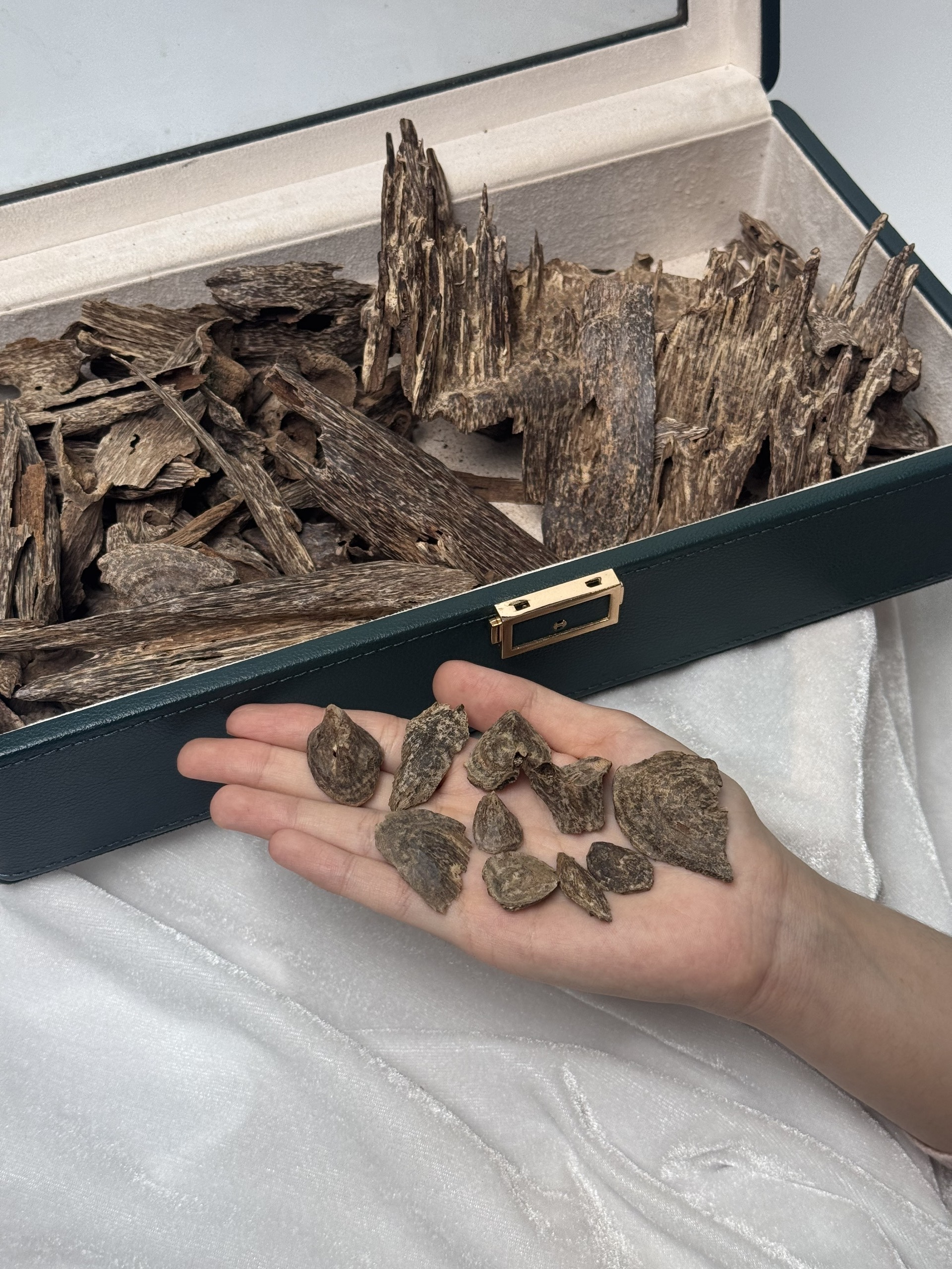 Wild Island Agarwood – Phu Quoc Natural Oud | Rare Collector-Grade Vietnamese Agarwood