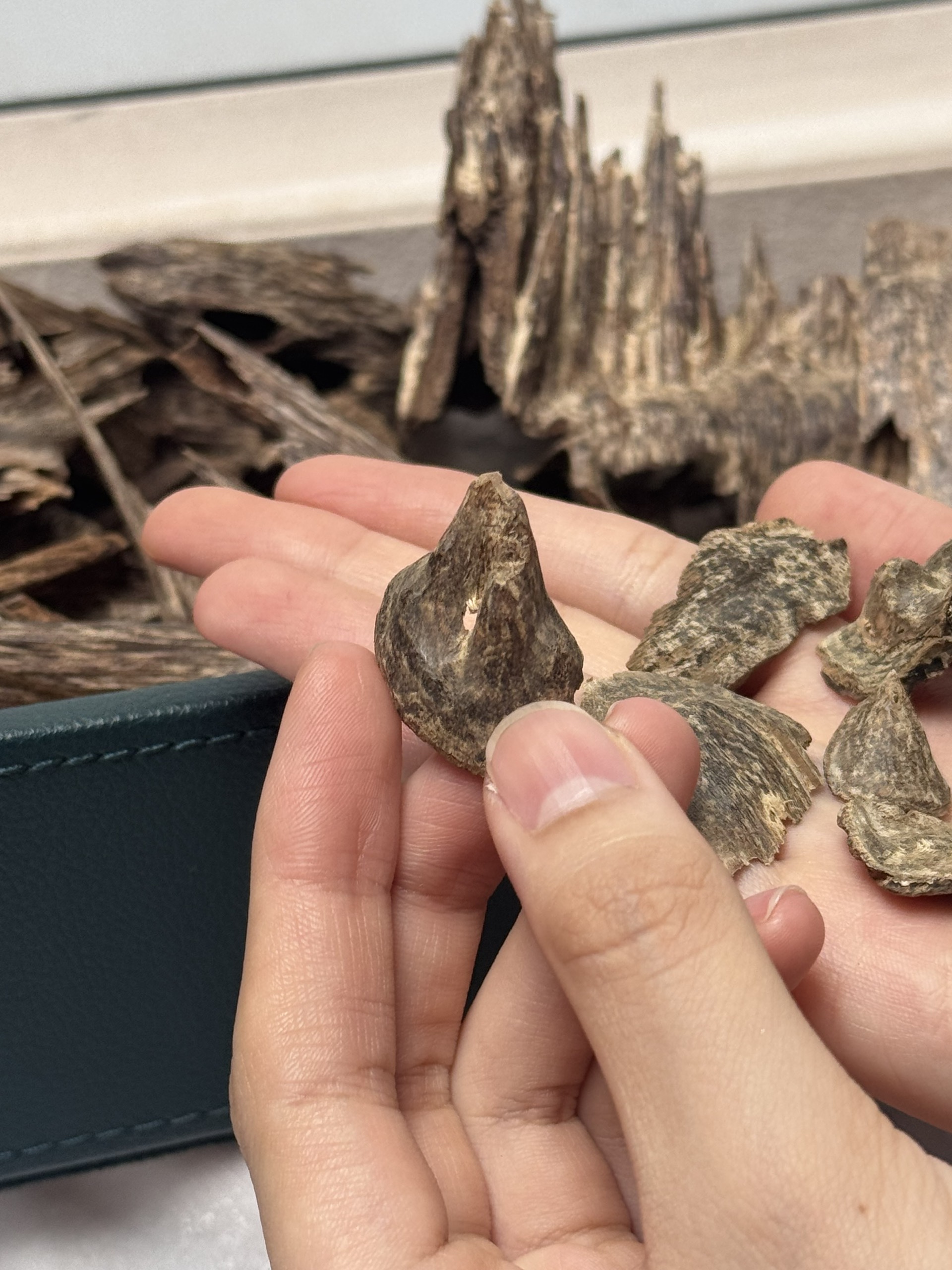 Wild Island Agarwood – Phu Quoc Natural Oud | Rare Collector-Grade Vietnamese Agarwood