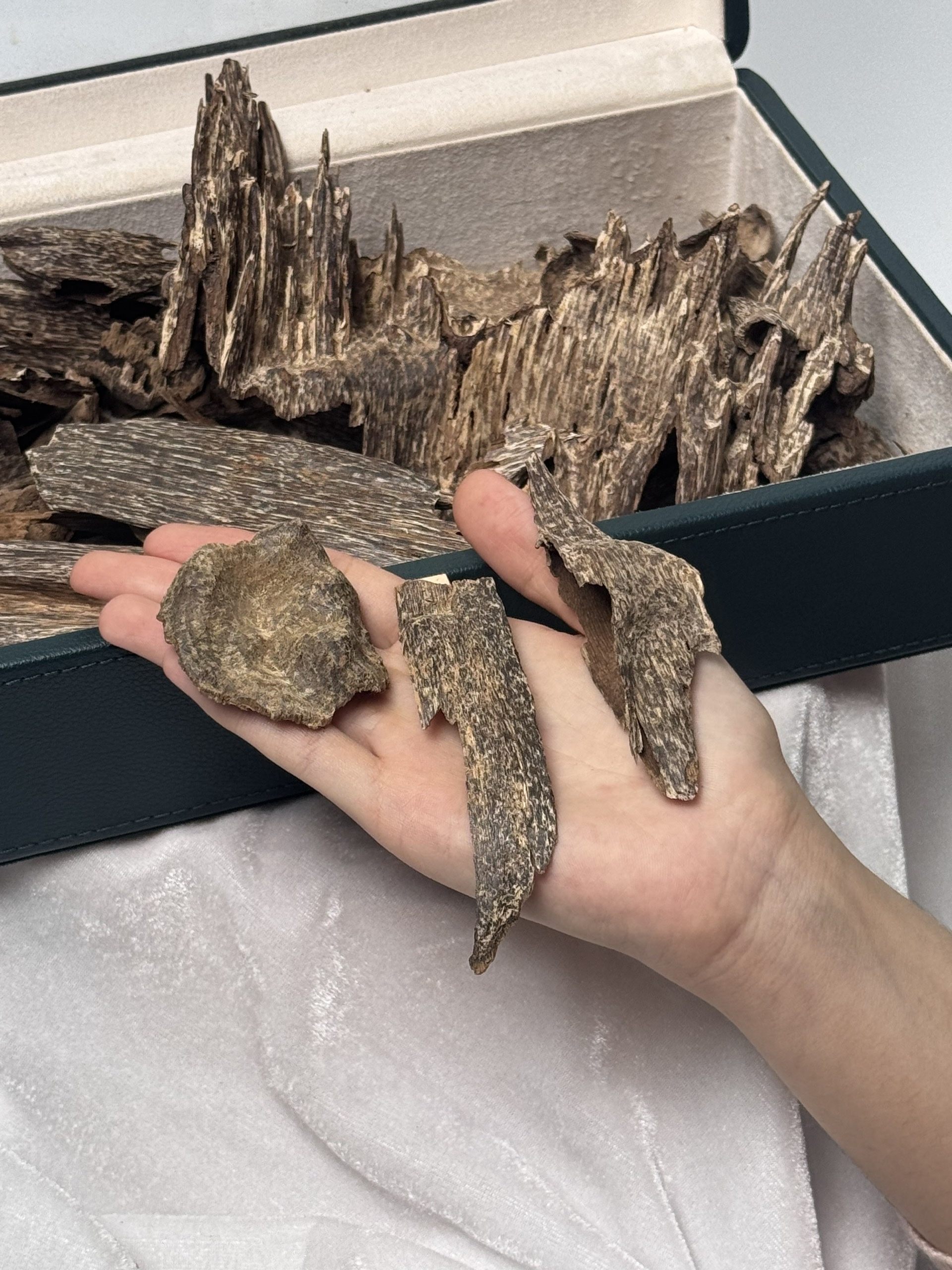 Wild Island Agarwood – Phu Quoc Natural Oud | Rare Collector-Grade Vietnamese Agarwood