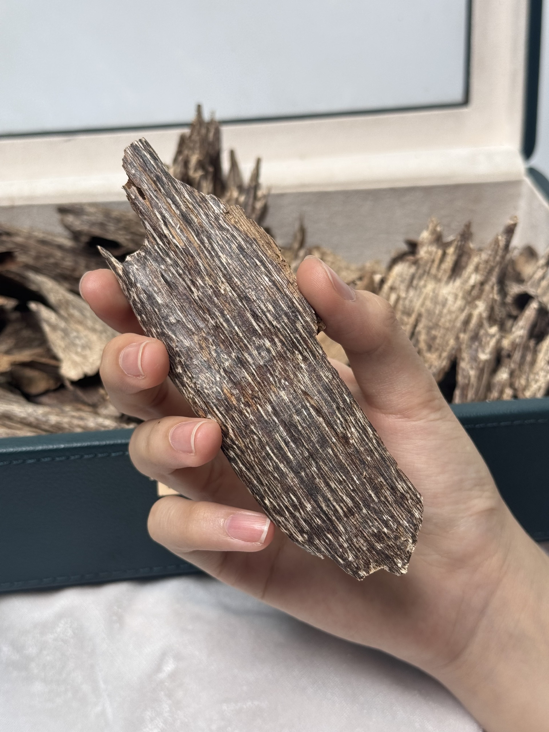 Wild Island Agarwood – Phu Quoc Natural Oud | Rare Collector-Grade Vietnamese Agarwood