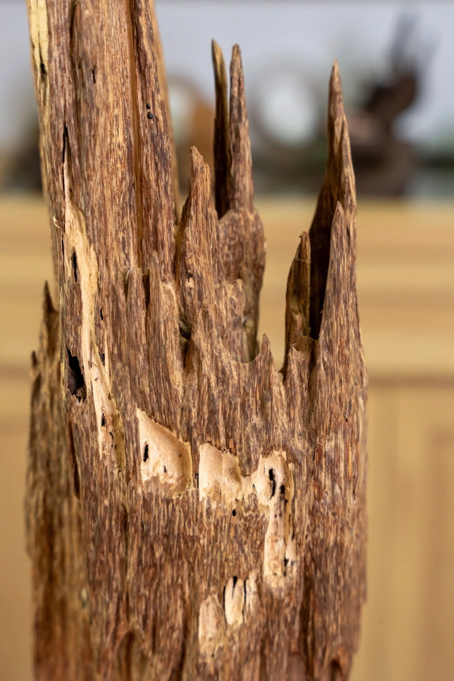 Natural Solid Agarwood Tree Sculpture – Feng Shui Decor (50cm) | Vietnamese Oud